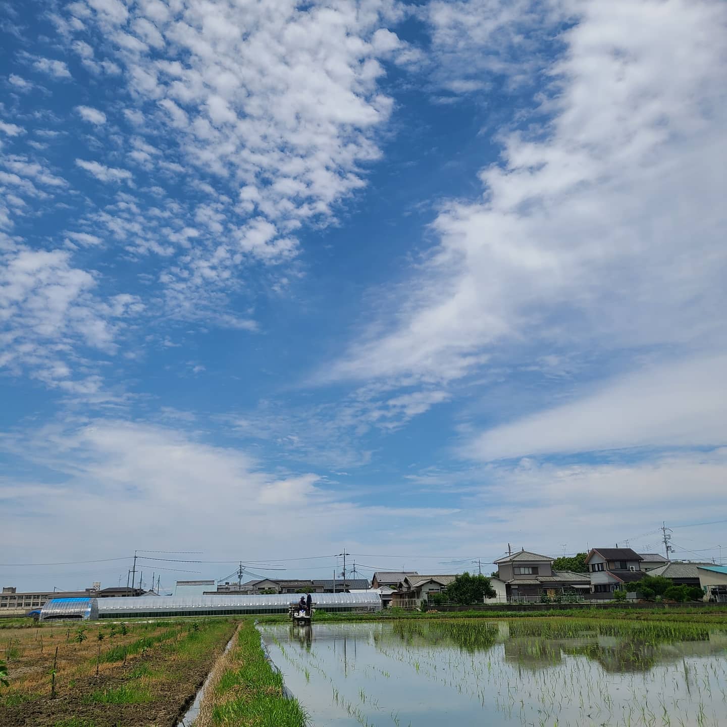 三男米の田んぼ