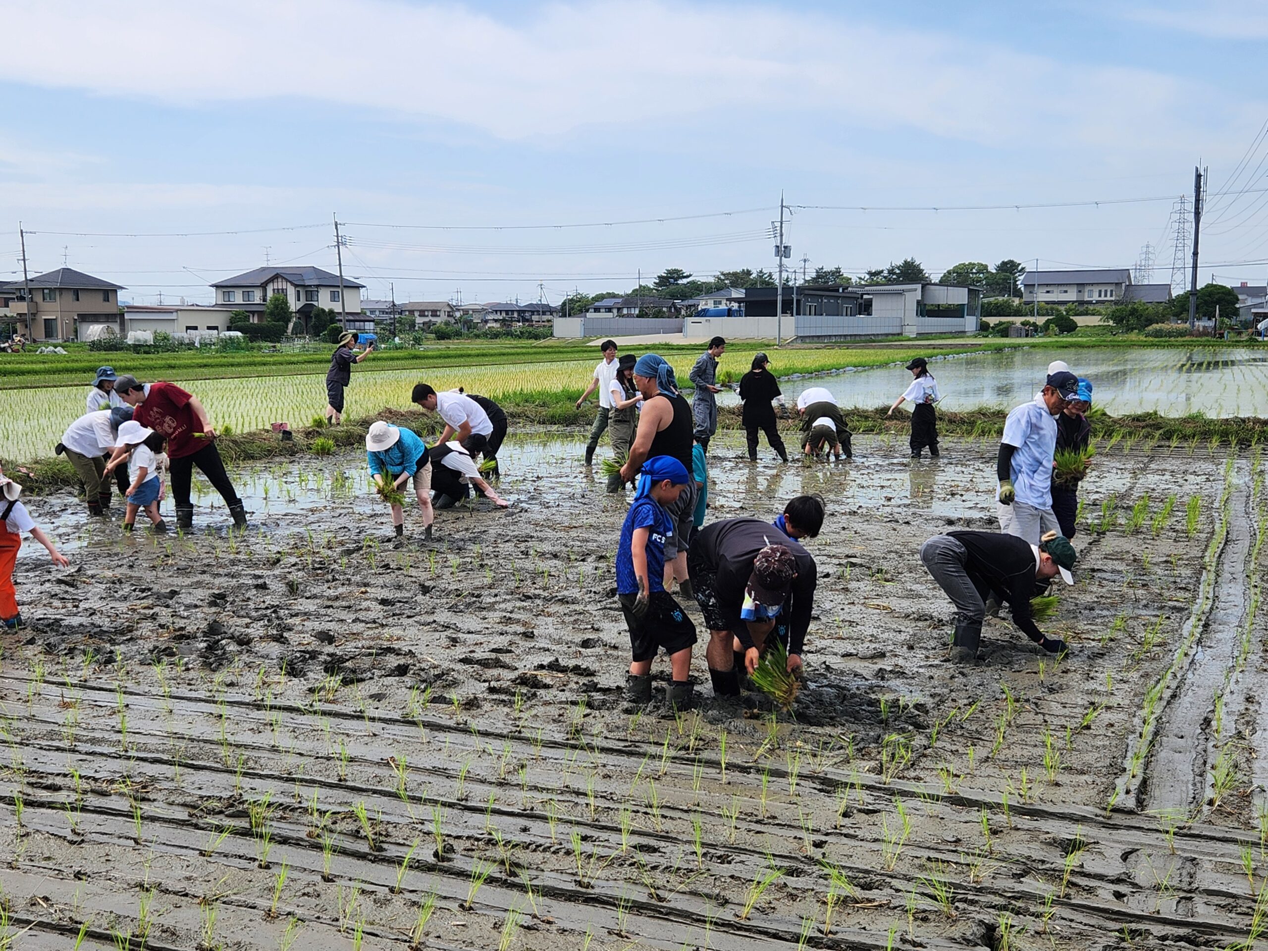 三男米・田植え