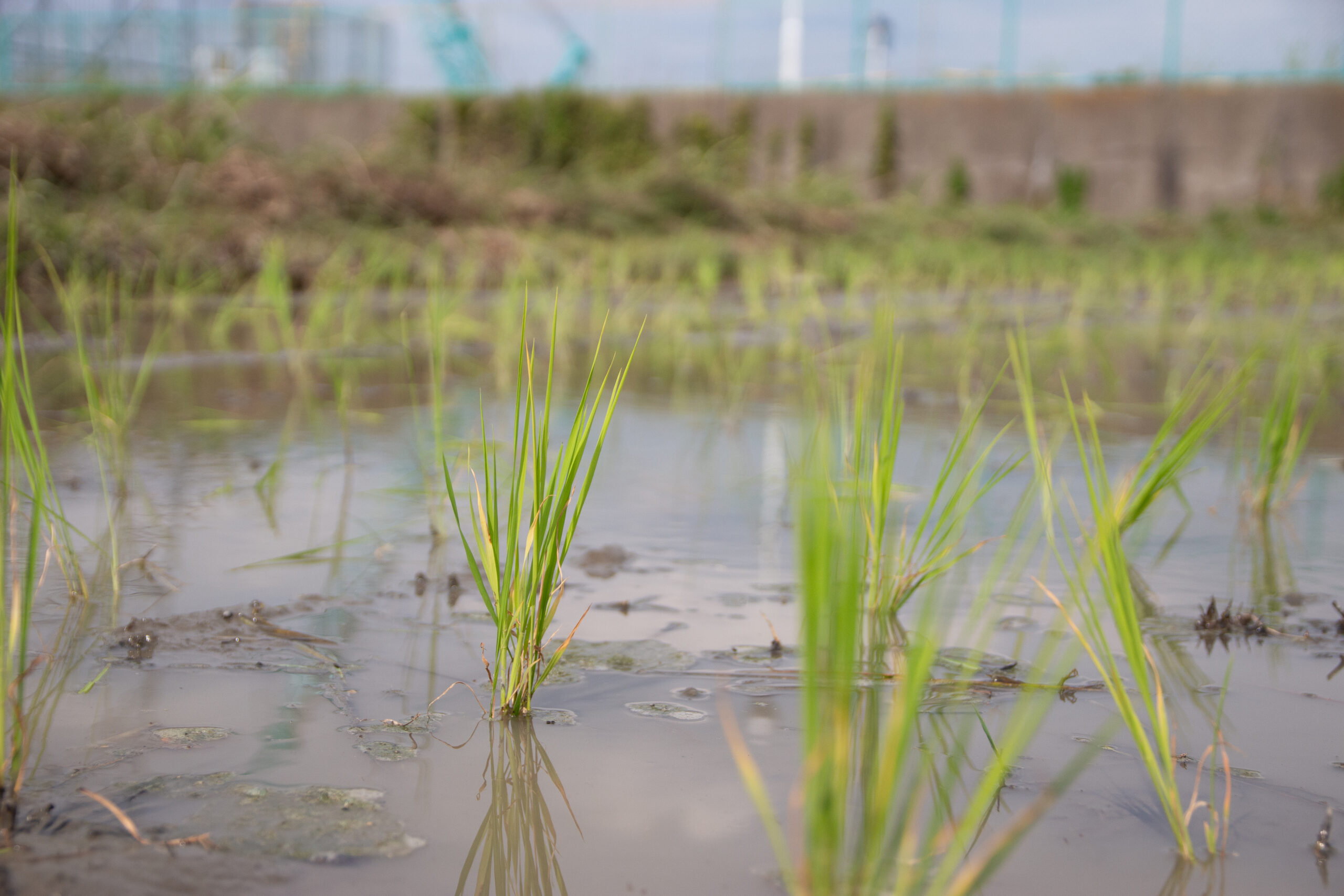 三男米の田植え