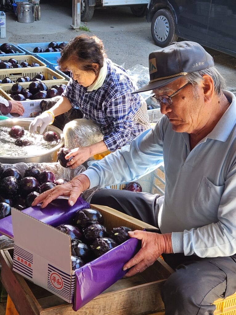 大和丸なす（堀川農園）